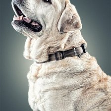 Схема вышивки «пес»