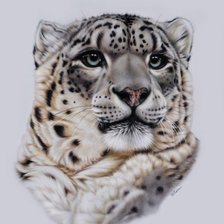 снежный барс