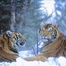 Схема вышивки «№908257»