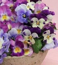 Схема вышивки «фиалки»