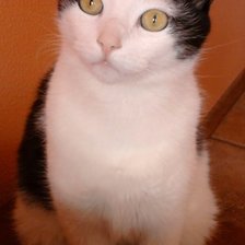 Схема вышивки «Кузинька»