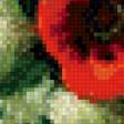 Предпросмотр схемы вышивки «маки» (№909047)