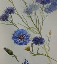 Схема вышивки «васильки»