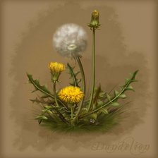 Схема вышивки «одуванчик»