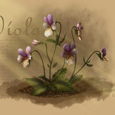 Схема вышивки «анютины глазки»