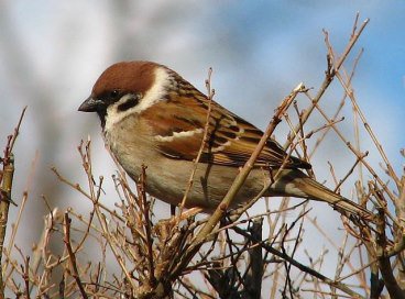 воробышек - птицы - оригинал