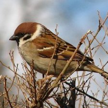 Схема вышивки «воробышек»