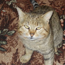 Схема вышивки «№909267»