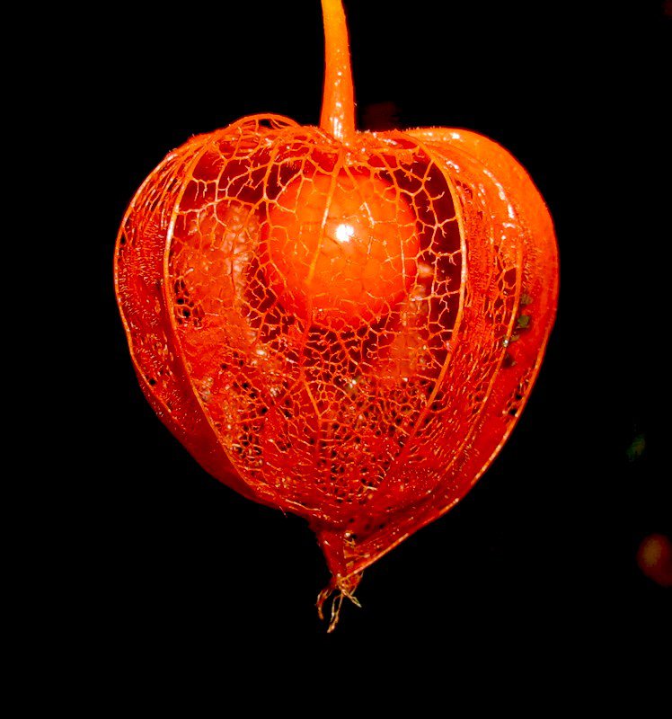 физалис - цветы. красота - оригинал