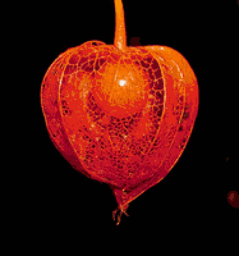 физалис - цветы. красота - предпросмотр