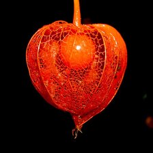 Схема вышивки «физалис»