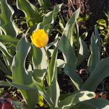 Схема вышивки «тюльпан»