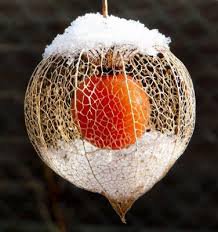 физалис - цветы ягоды - оригинал