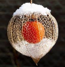 Схема вышивки «физалис»