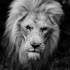 Схема вышивки «лев»