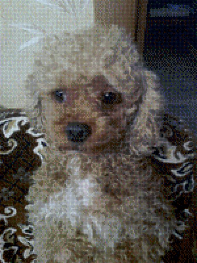 Ричи - предпросмотр