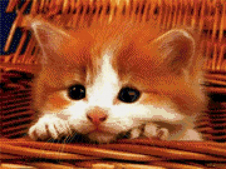 Рыжик - рыжий, няшка, кот, милаха - предпросмотр