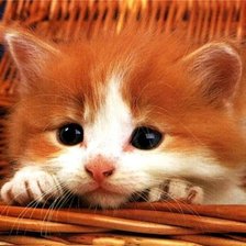 Схема вышивки «Рыжик»