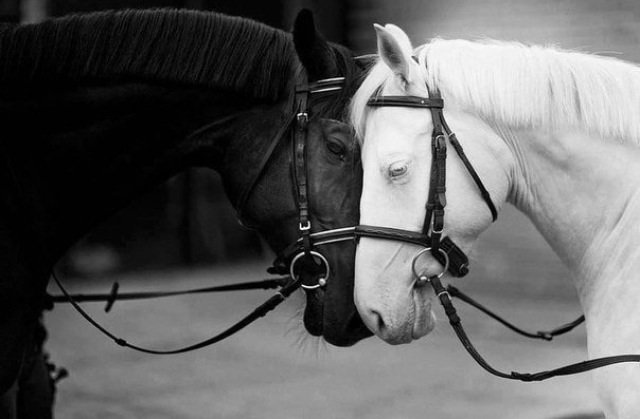 Лошади - лошади, животные, черное, белое, пара, фауна, кони - оригинал