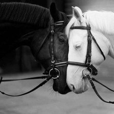 Схема вышивки «Лошади»