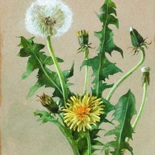 Схема вышивки «Бём Е.М. Одуванчик»