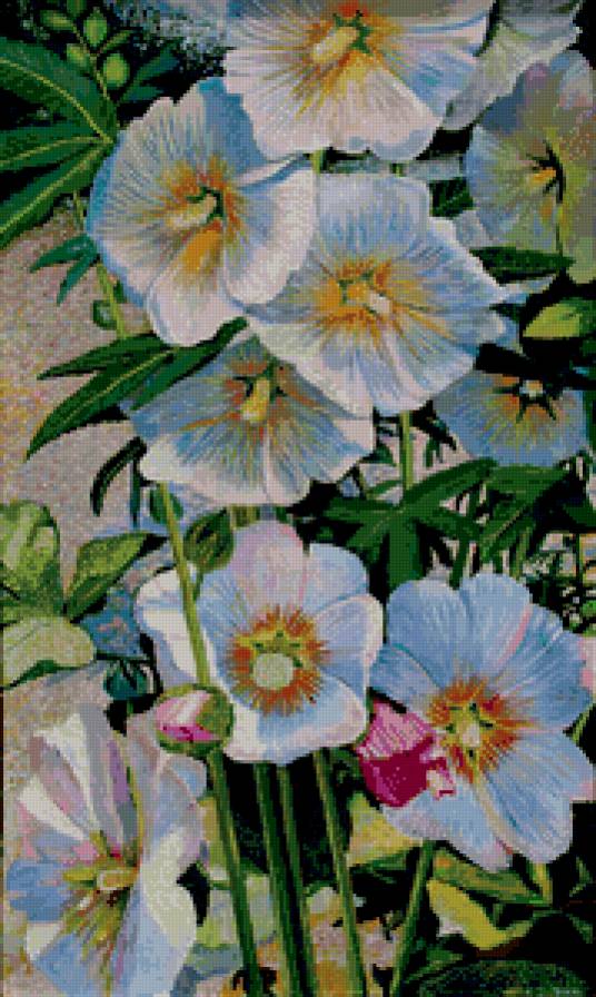 Мальва - мальва, цветы, лето - предпросмотр