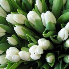 Схема вышивки «тюльпанчики»