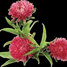 Схема вышивки «Астры»