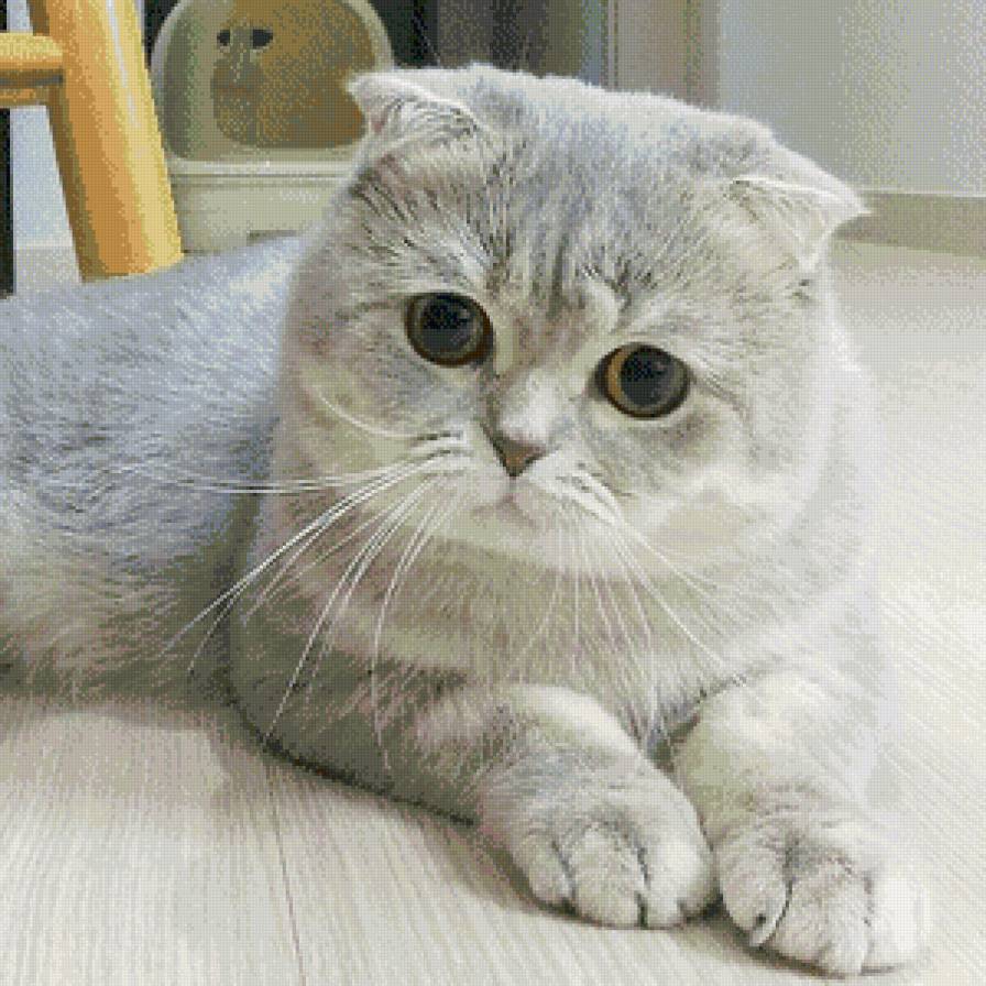 британец - животные. кошки - предпросмотр