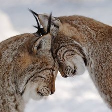 Схема вышивки «рысья любовь»