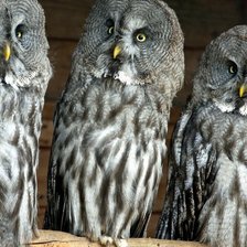 Схема вышивки «совки»