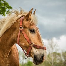 Схема вышивки «СКАКУН»