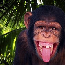 Схема вышивки «ОБЕЗЬЯНКА»