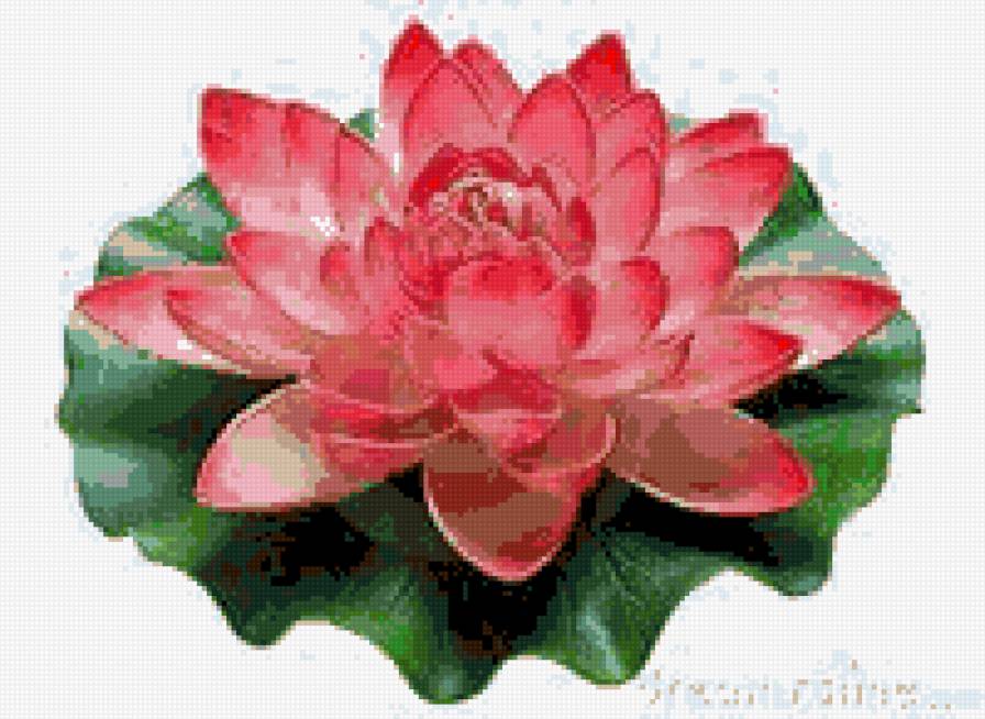 №910847 - flor - предпросмотр