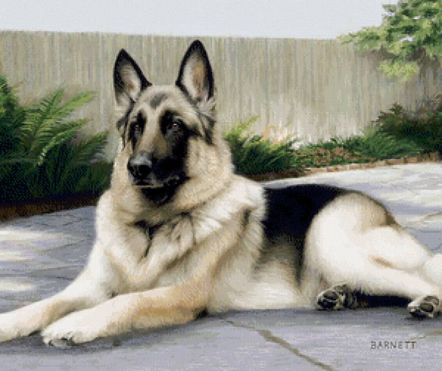 овчарка - собаки, животные - предпросмотр