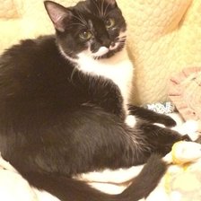 Схема вышивки «пузя»