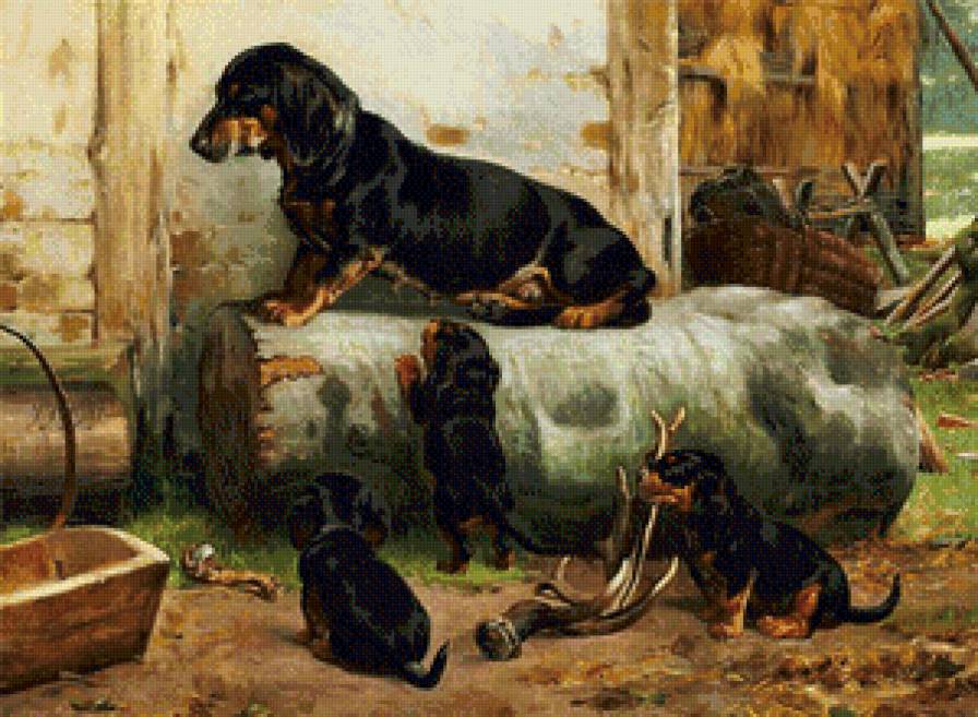 собаки - предпросмотр