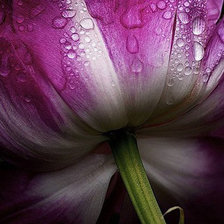 Схема вышивки «цветок2»