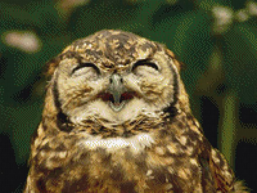 сова - птицы совы - предпросмотр