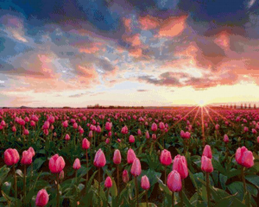 голландия - тюльпаны - предпросмотр