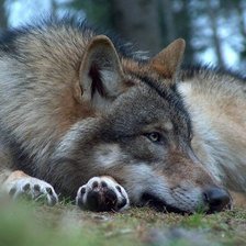 Схема вышивки «Волки»