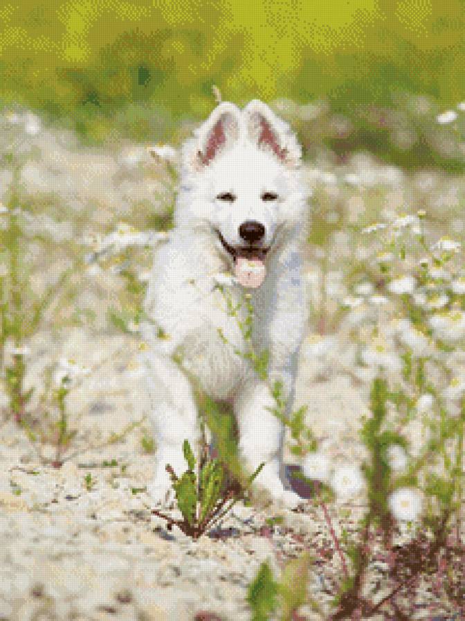 собачка на природе - живитные, собака - предпросмотр