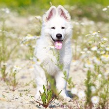 Схема вышивки «собачка на природе»