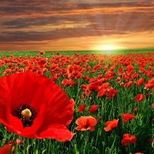 Схема вышивки «МАКИ»