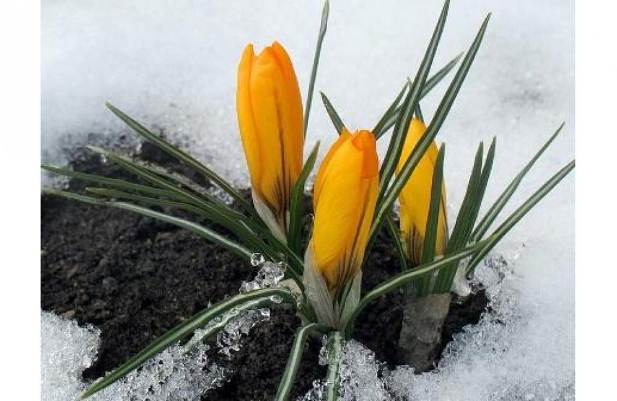 №911775 - оригинал