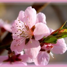 Схема вышивки «№911776»