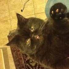 Схема вышивки «Кот»