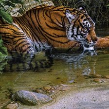 Схема вышивки «Хищник на водопое»