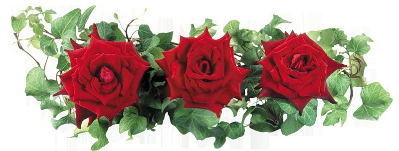 серия "розы" - цветы.розы - оригинал