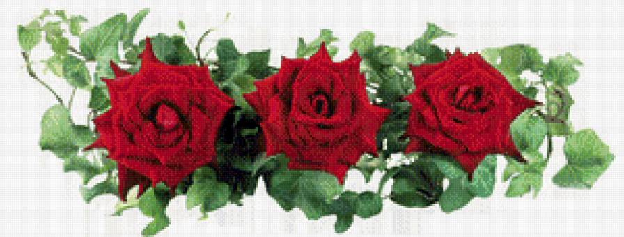 серия "розы" - цветы.розы - предпросмотр